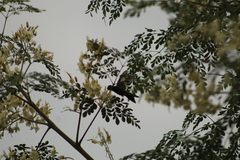 Cynanthus doubledayi