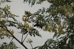 Cynanthus doubledayi