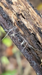 Xylaria filiformis