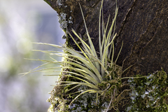Tillandsia variabilis
