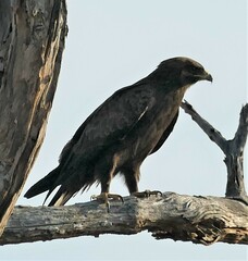 Hieraaetus wahlbergi
