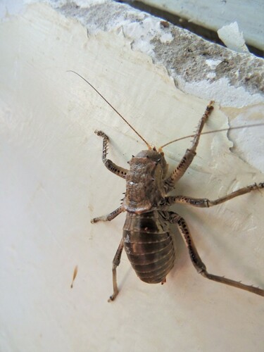 Spalacomimus stettinensis