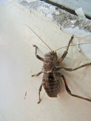 Spalacomimus stettinensis