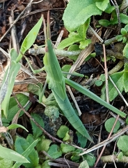 Acrida cinerea