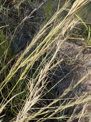 Aristida lanosa