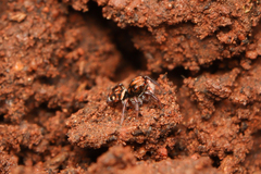 Heliophanus termitophagus