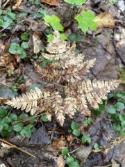 Gymnocarpium dryopteris