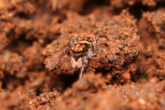 Heliophanus termitophagus