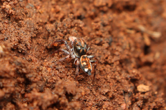 Heliophanus termitophagus