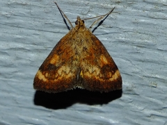Pyrausta homonymalis