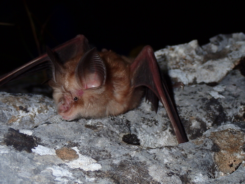 Mediterranean horseshoe bat