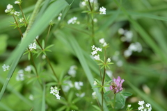 Galium uliginosum