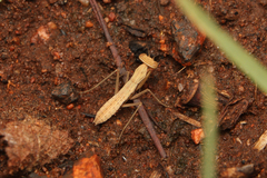 Chroicopteridae