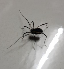 Systenocentrus luteobiseriatus