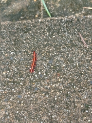 Helicorthomorpha holstii