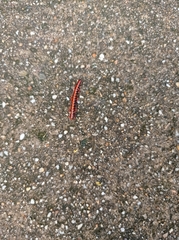 Helicorthomorpha holstii