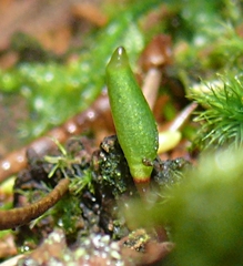 Buxbaumia viridis