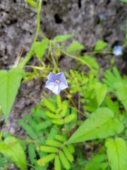 Jacquemontia evolvuloides