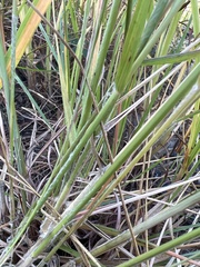 Aristida lanosa