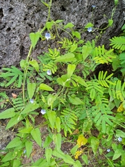 Jacquemontia evolvuloides