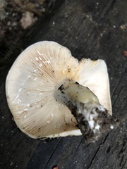 Lactarius controversus