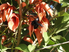 Xylocopa frontalis