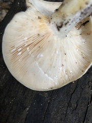 Lactarius controversus