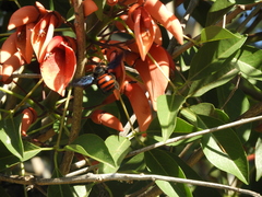 Xylocopa frontalis