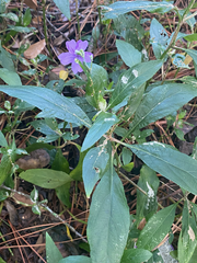 Ruellia simplex