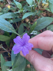 Ruellia simplex