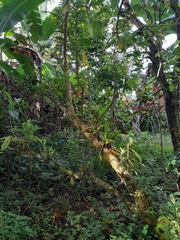 Iochroma arborescens