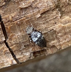 Pteroxanium kelloggi