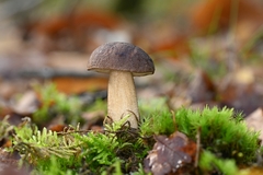 Leccinum scabrum
