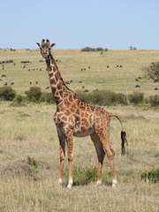 Giraffa camelopardalis tippelskirchi