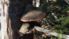 Fomitopsis pinicola