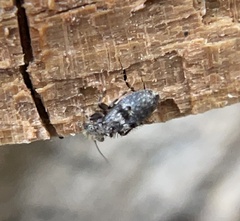 Pteroxanium kelloggi