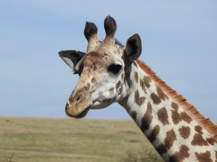 Giraffa camelopardalis tippelskirchi