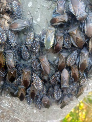 Pachylis argentinus