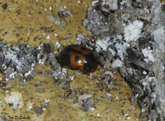 Diaperis maculata