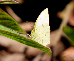 Abaeis salome jamapa