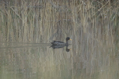 Anas undulata undulata