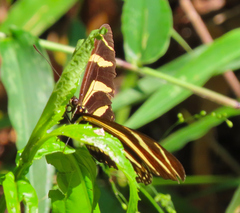 Heliconius charithonia vazquezae