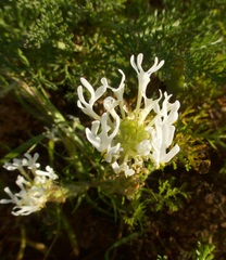 Dischisma ciliatum