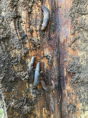 Ambigolimax valentianus