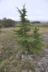Cedrus libani