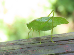 Apocerycta incommoda