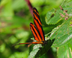 Eresia phillyra phillyra