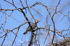 Chloropicus fuscescens