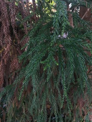 Cryptomeria japonica