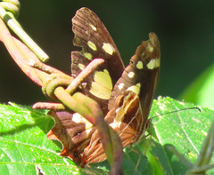 Oxeoschistus tauropolis tauropolis